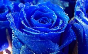 trandafiri-albastri2